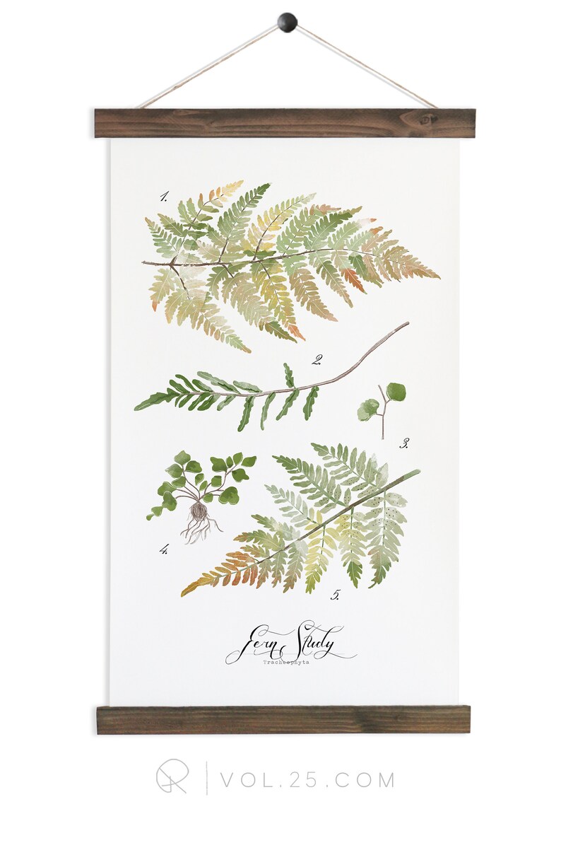 Fern Study Haven Collection / Watercolor botanical wall hanging, wood trim art. Scientific Canvas Posters Chart Vol.2 More Options HF105 image 1