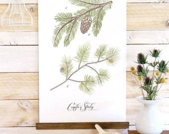 Conifer Study - Pine sprigs canvas wall hanging, wood trim watercolor art printed on textured cotton canvas. Vintage Inspired Science chart