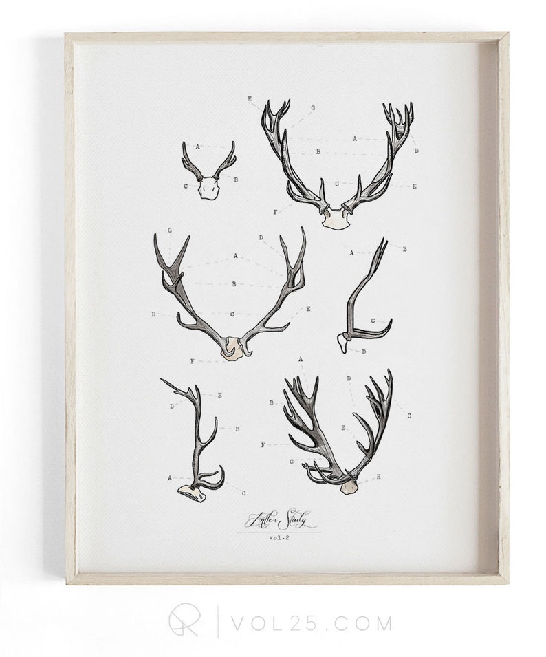 Antler Study Vol.2 Scientific illustration. Beautifully textured cotton canvas art print. Large scale art image 1