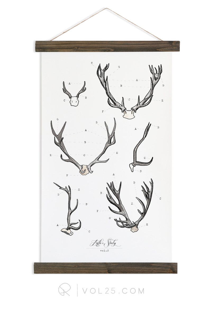 Antler Study large watercolor antler wall hanging, wood trim art printed on textured cotton canvas. Scientific Posters chart Vol.2 VP201 image 1