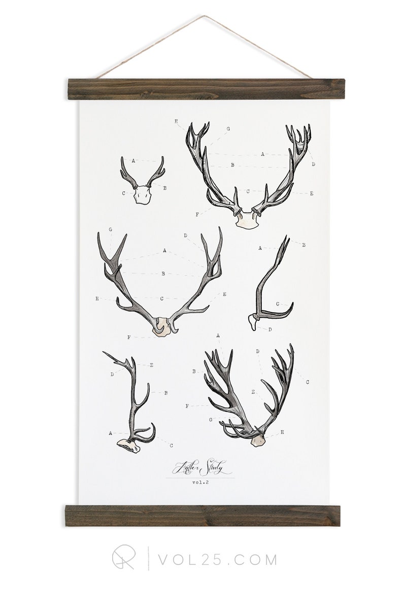 large watercolor antler wall hanging Antler Study wood trim art printed on textured cotton canvas Scientific Posters chart Vol.2 VP201