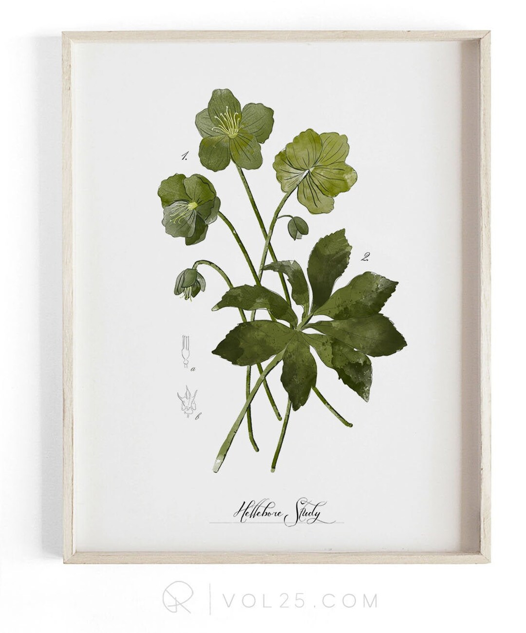Hellebore Study Winter Bloom Decor Beautifully Textured - Etsy