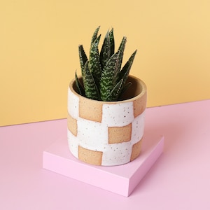 May include: A small succulent plant in a white ceramic planter with a brown checkered pattern. The planter is sitting on a pink surface.