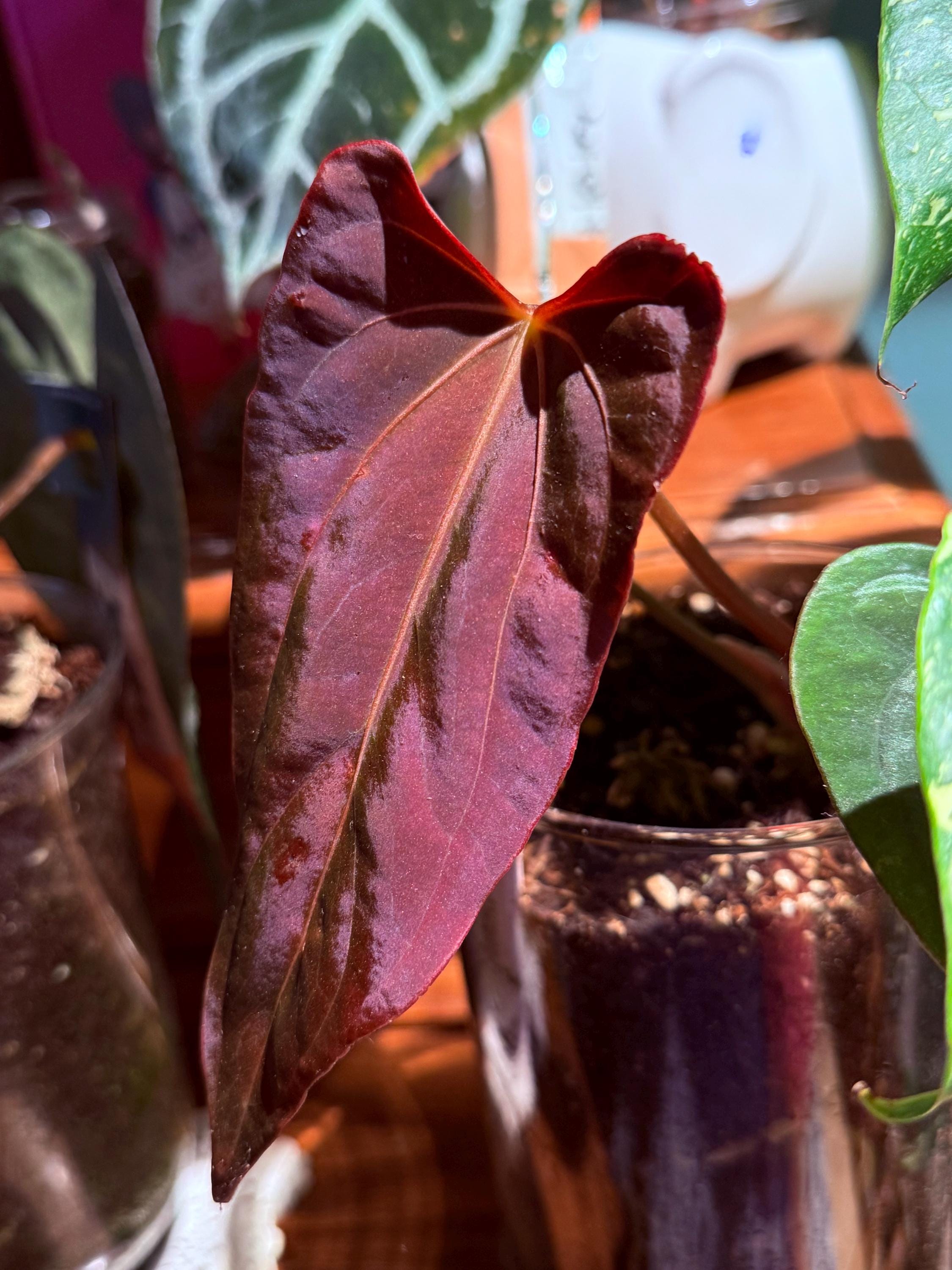 s*b様 Anthurium luxurians × Ace of Spades Anthurium Ace of Spades x Anthurium Luxurians — All The