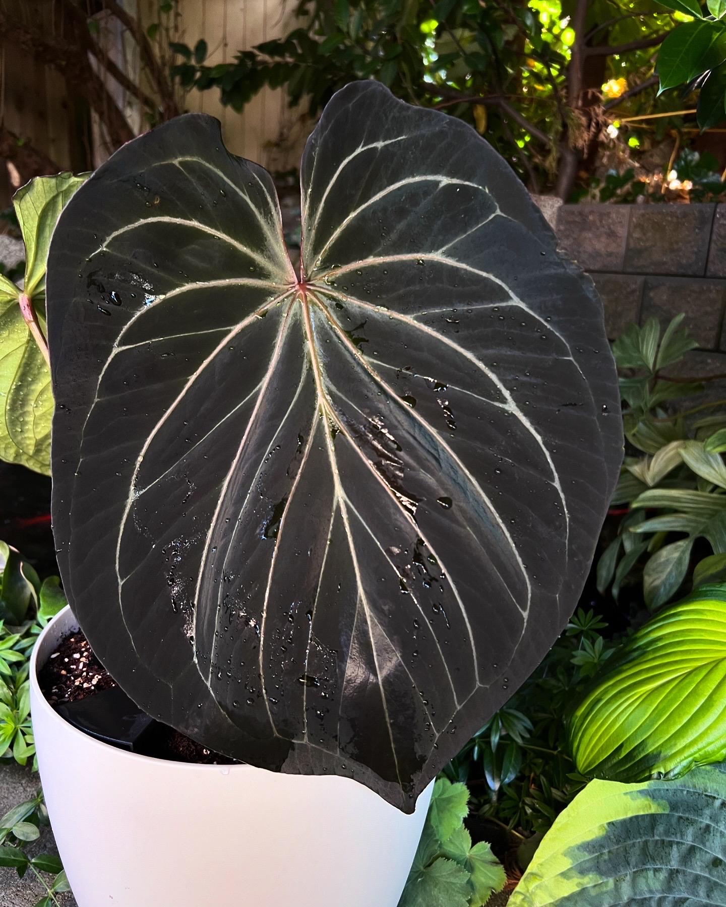 s*b様 Anthurium luxurians × Ace of Spades Anthurium 'Ace of Spades' x luxurians 812 online kaufen
