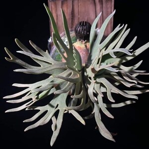 P.willinckii ’Jade Girl’ spore 706 Platycerium willinckii 'Jade Girl' Staghorn Fern – Carnivero