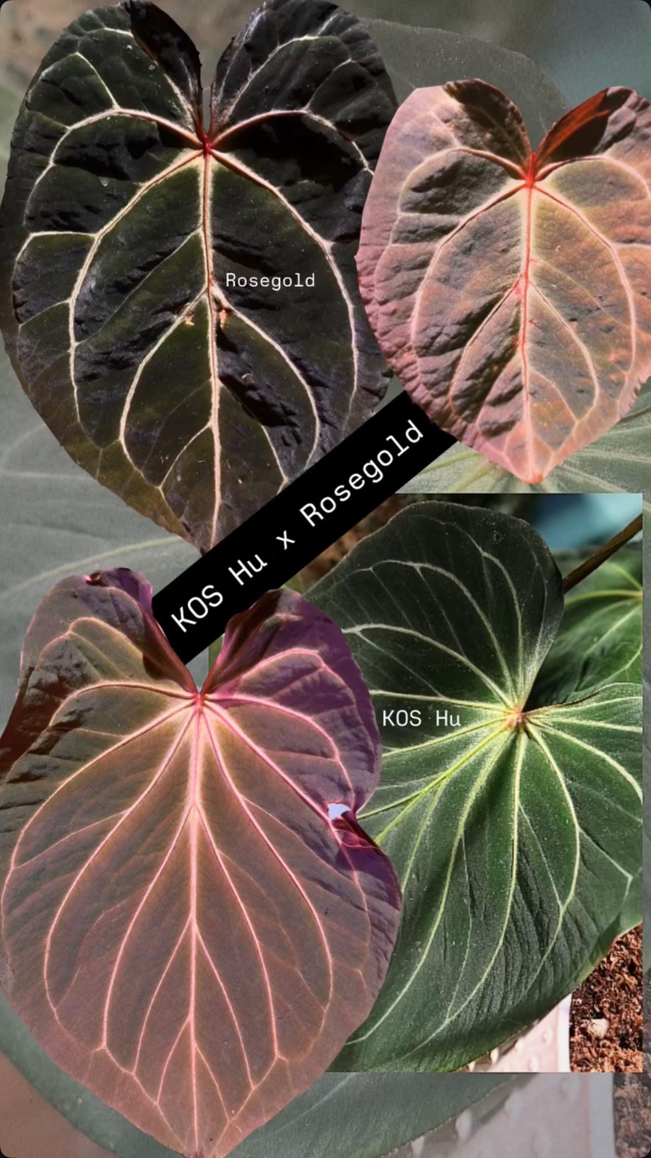 Anthurium Crystallinum Dorayaki - Etsy Canada