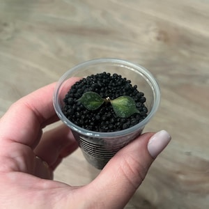 Hoya Curtisii Inner Variegated very rare find | Live Houseplant | Easy Care Trailing Wax Plant | Collector’s Plant | Indoor Plant Gift