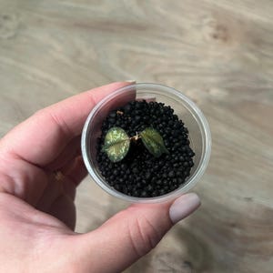 Hoya Curtisii Inner Variegated very rare find | Live Houseplant | Easy Care Trailing Wax Plant | Collector’s Plant | Indoor Plant Gift