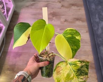 Monstera Borsigiana Aurea - Variegated Monstera | Rare Monstera | Indoor Plant | Climbing Plant | Collector Plant | Gift