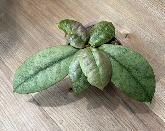 Hoya Glabra Borneo (((((hoya))))) Phyto-cer/// - Etsy