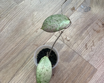 Hoya Meena Silver – Rare Variegated Hoya | Live Houseplant | Easy Care Trailing | Collector Plant | Indoor Plant Gift | Hanging Plant