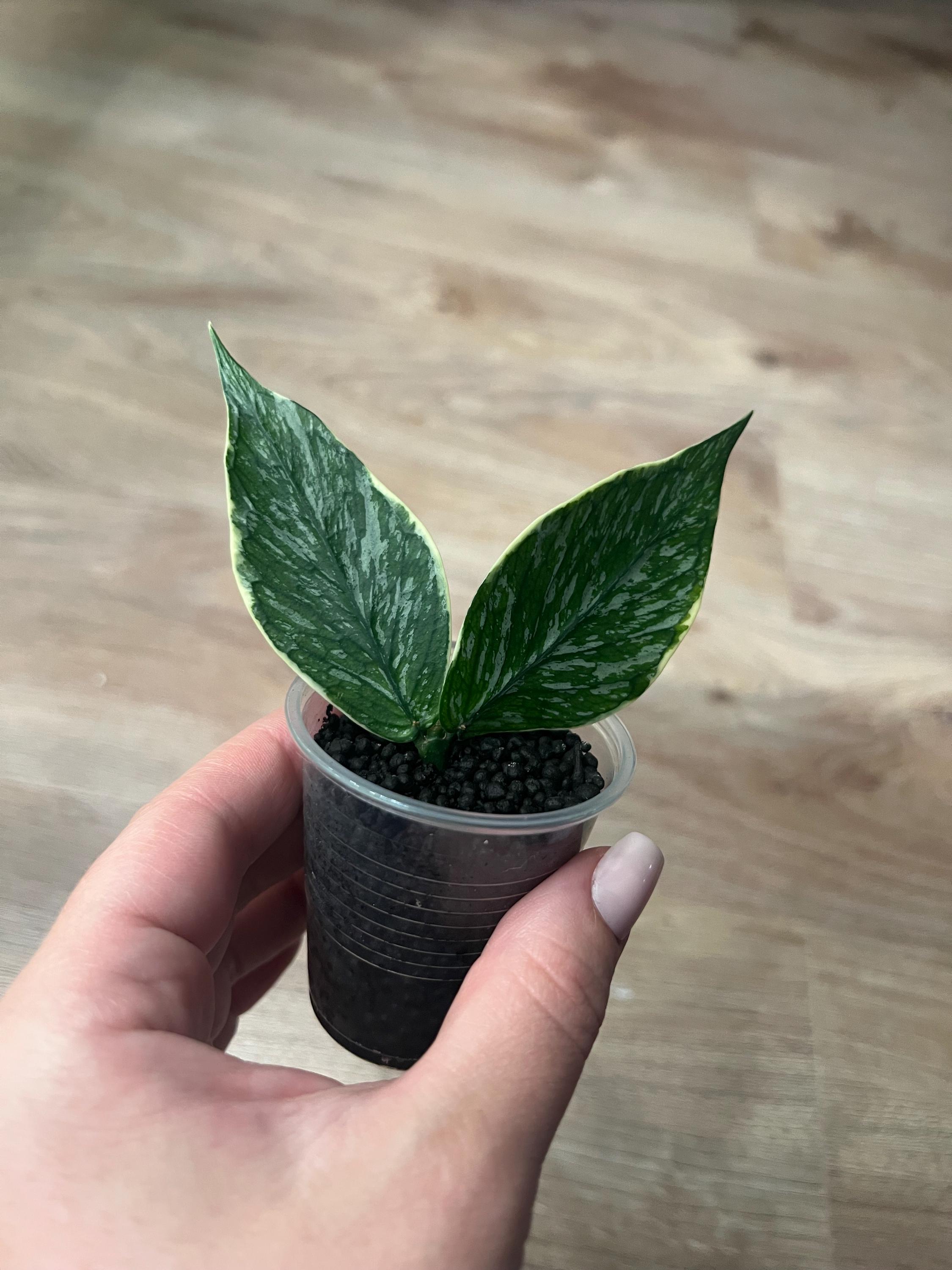 Hoya Polyneura Jasminka cutting - Unicorn Hoya | Rare Variegated Hoya | Indoor Plant | Hanging Plant  | Collector Plant | Hoya Lovers