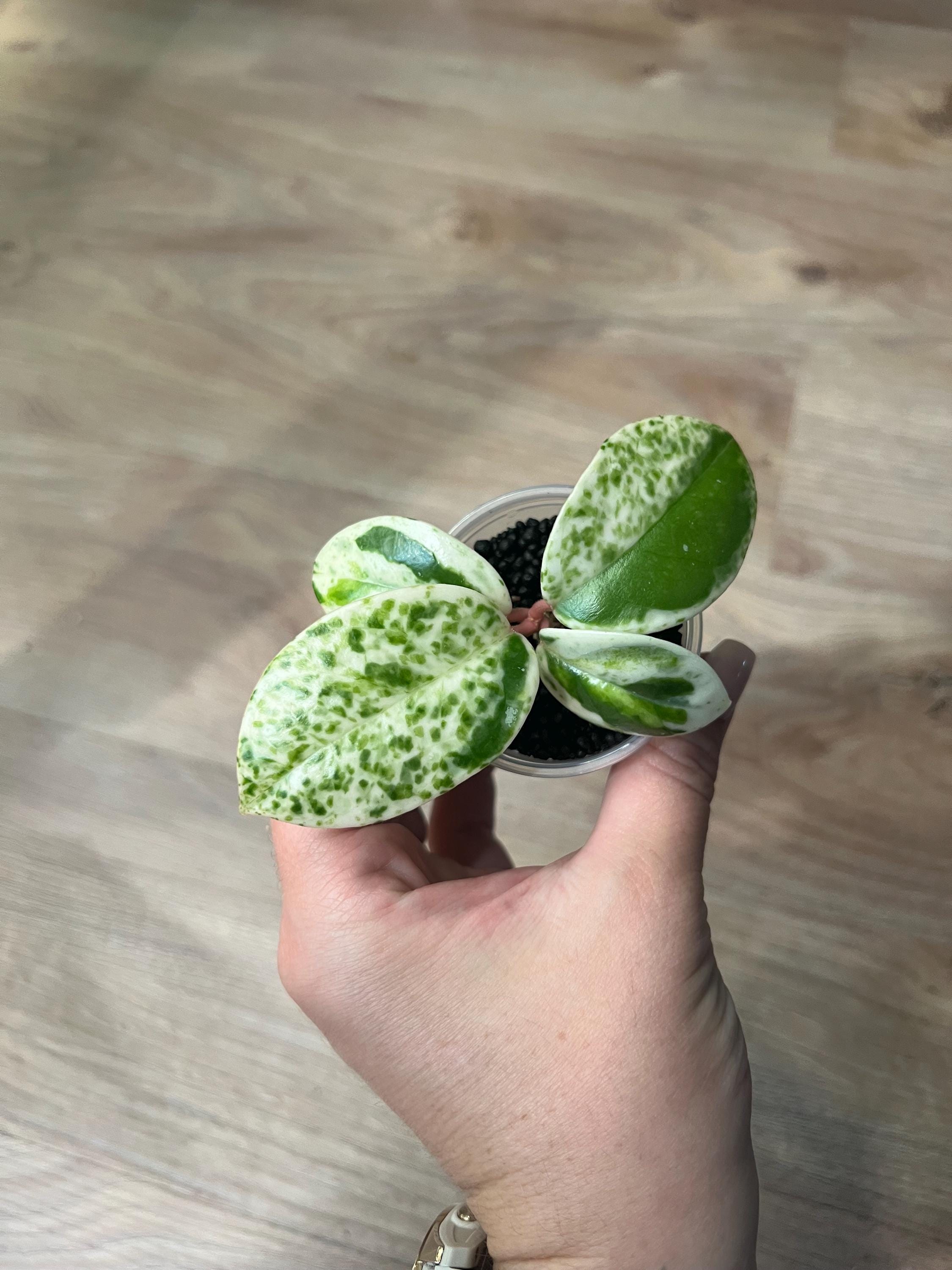 Hoya Madara Snow Angel - Etsy