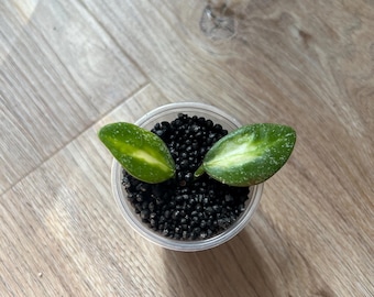 Hoya Nabawanensis Variegated | Live Houseplant | Easy Trailing Wax Plant | Collector’s Plant | Indoor Plant Gift | Beginner Friendly