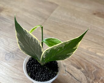 US Seller- Hoya Nabawanensis Variegated Rooted - Pick You