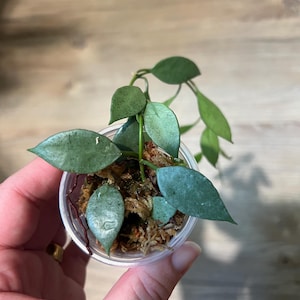 Hoya Lacunosa Silver Mint | Live Houseplant | Easy Care Trailing Wax Plant | Collector’s Plant | Indoor Plant Gift | Hanging Plant