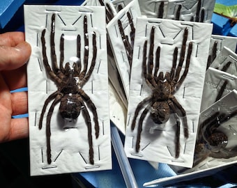 Vogel fressende Spinne | Exotische Spinnentier Display | Dekorative Natur Kuriosität | Unmontiertes Insekt Kunstwerk