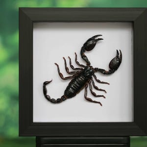 May include: A framed scorpion specimen. The black scorpion is centered on a white background within a square black frame. The scorpion's claws are prominent, and its tail curves upward. The background is a blurred green.