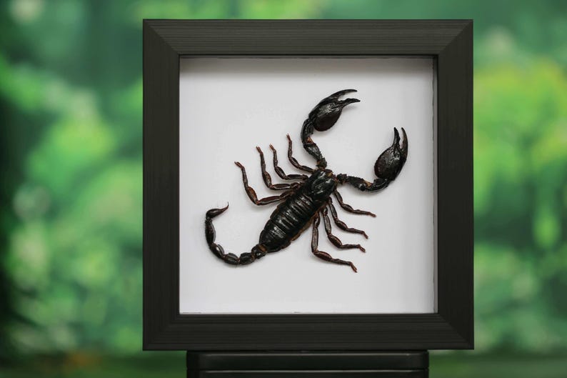 May include: A framed scorpion specimen. The black scorpion is centered on a white background within a square black frame. The scorpion's claws are prominent, and its tail curves upward. The background is a blurred green.
