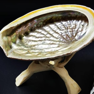 Natural 6-Inch Abalone Shell with Wooden Stand | Eco-Friendly Source for Smudging, Decor, and Creative Projects