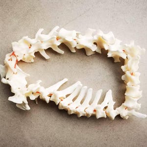 キツネの完全な椎骨、長さ 55 cm、工芸品や彫刻用の天然骨、椎骨 27 個、倫理的な剥製材料