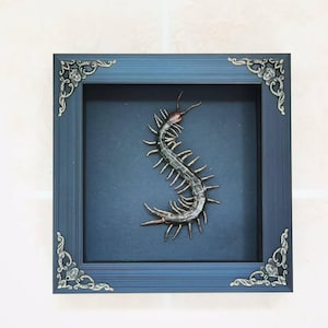 Framed Centipede Specimen – 6.1x6.1 Inch Shadow Box with Black Background, Unique Insect Art for Dark Home Decor