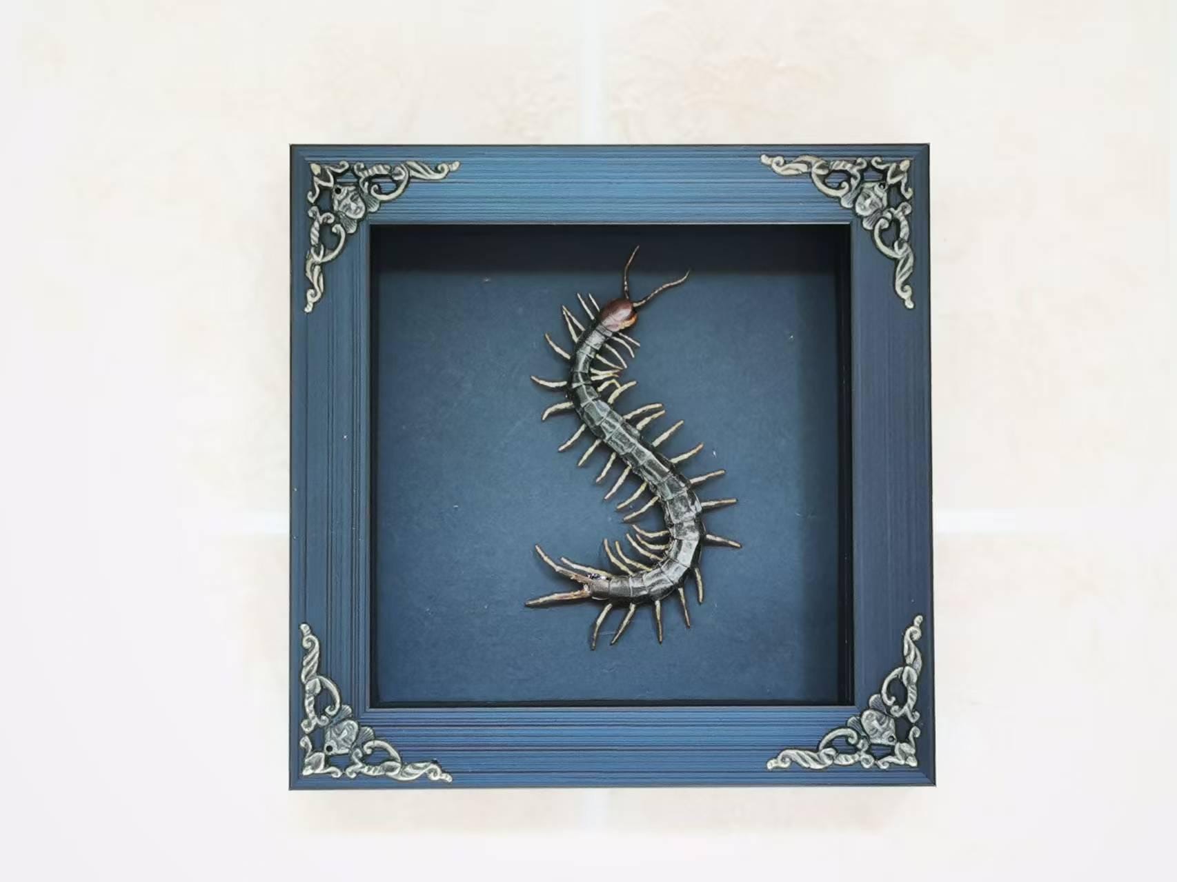 Framed Centipede Specimen – 6.1x6.1 Inch Shadow Box with Black Background, Unique Insect Art for Dark Home Decor