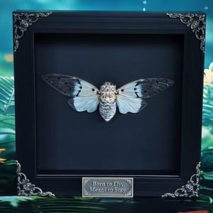 Framed Ghost Cicada | Real White Cicada Ayuthia spectabilis | Fully Spread Wings, 6-inch Frame, Taxidermy Art, Collector Display