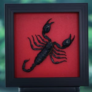May include: A framed black scorpion specimen against a red background. The scorpion is centered in a black frame, with its pincers and tail curved. The frame is displayed against a blurred green backdrop.