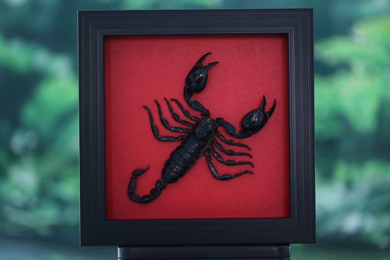 May include: A framed black scorpion specimen against a red background. The scorpion is centered in a black frame, with its pincers and tail curved. The frame is displayed against a blurred green backdrop.