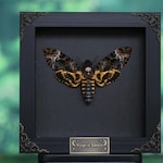 Moth Home Decor