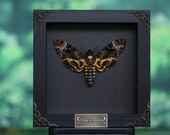 Espécimen de esfinge de la calavera: Arte gótico de insectos meticulosamente preservado para decoración de estética oscura, exhibido en caja de sombra.