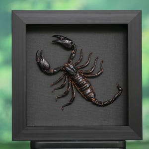 May include: A framed, taxidermied scorpion. The scorpion is black and brown, with a segmented body and large pincers. The frame is square and black, set against a dark background.
