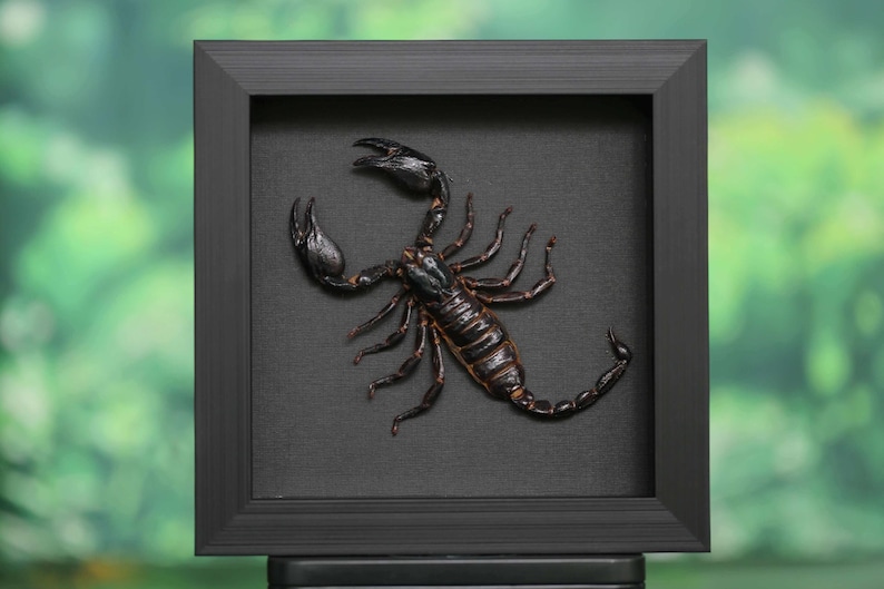 May include: A framed, taxidermied scorpion. The scorpion is black and brown, with a segmented body and large pincers. The frame is square and black, set against a dark background.