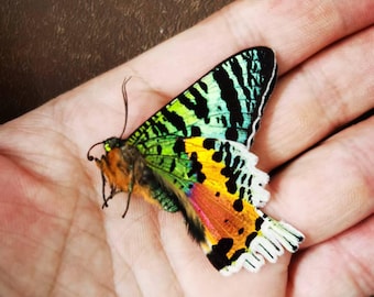 マダガスカル産本物のサンセットモス（Chrysiridia rhipheus） – A1