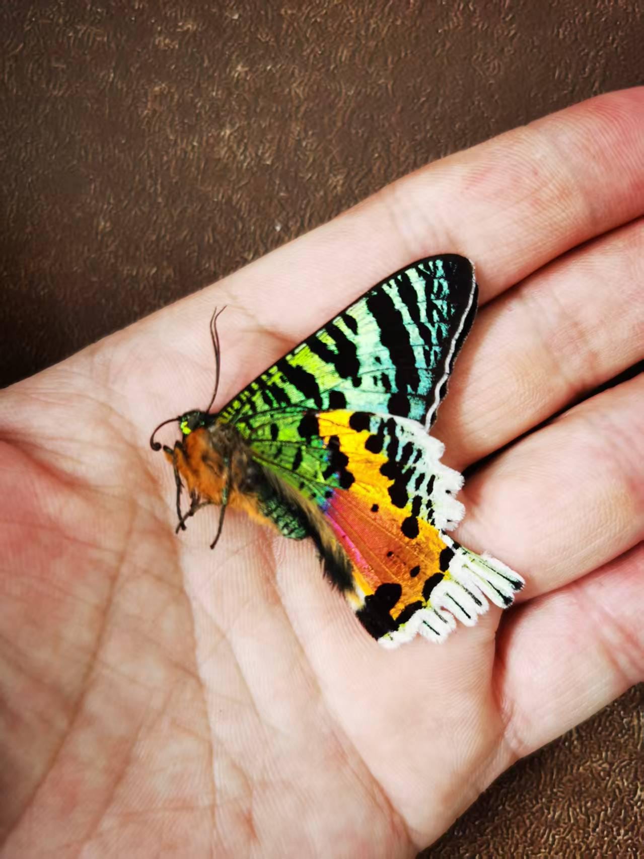 マダガスカル産本物のサンセットモス（Chrysiridia rhipheus） – A1
