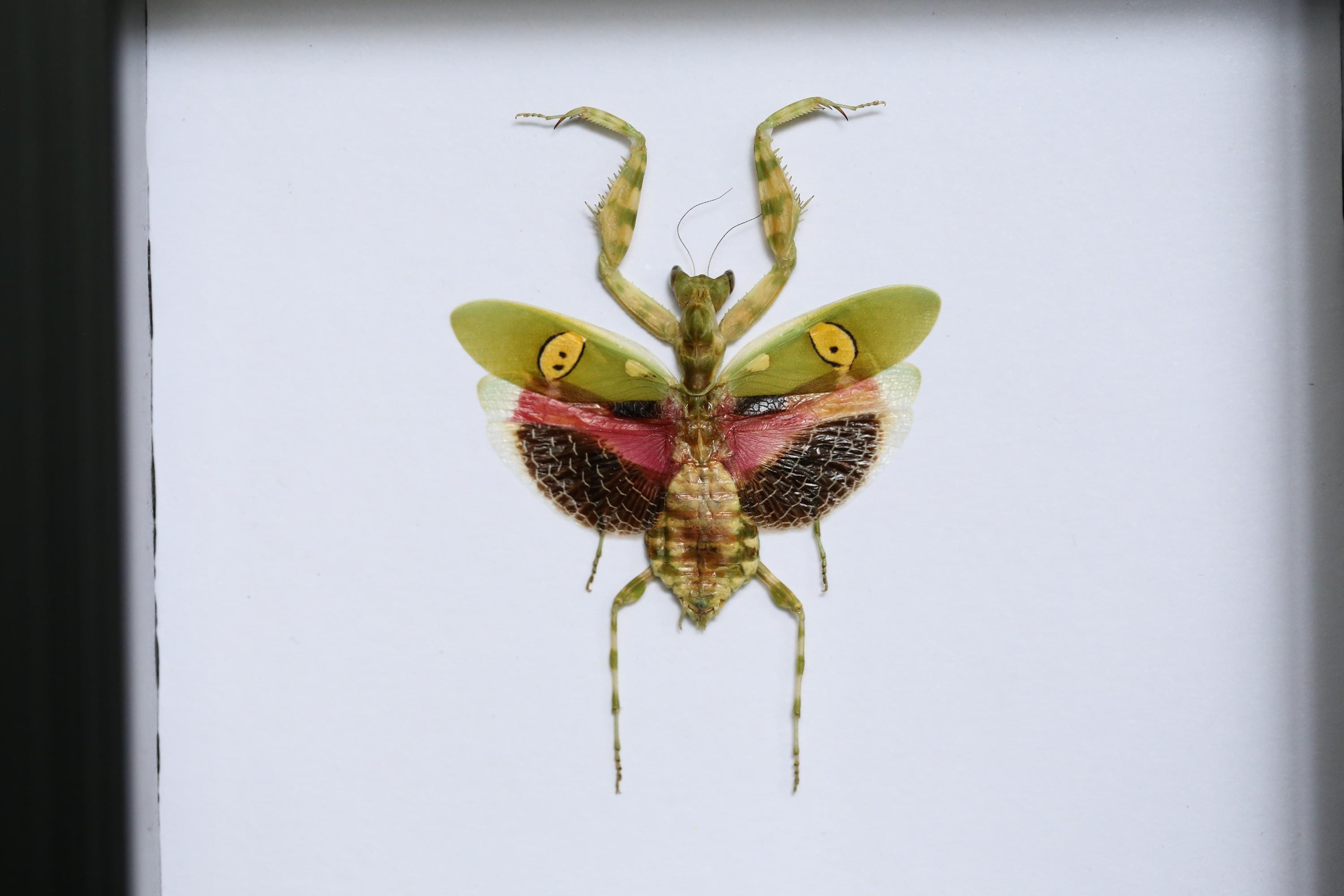 Framed Jeweled Flower Mantis | Creobroter Gemmatus Specimen
