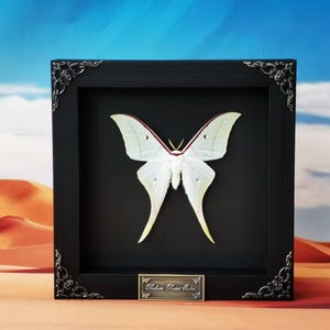 Green Luna Moth Wall Art – Framed Actias luna Insect for Gothic, Natural or Curiosity Decor