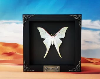 Green Luna Moth Wall Art – Framed Actias luna Insect for Gothic, Natural or Curiosity Decor