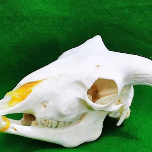 以下が含まれることがあります： 鼻に黄色の斑点があり、歯が見える白い動物の頭蓋骨。頭蓋骨は緑色の表面の上に置かれています。