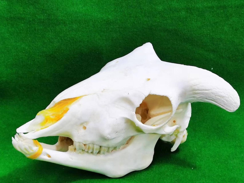 以下が含まれることがあります： 鼻に黄色の斑点があり、歯が見える白い動物の頭蓋骨。頭蓋骨は緑色の表面の上に置かれています。