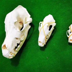コヨーテの頭蓋骨、キツネの頭蓋骨、ミンクの頭蓋骨を含む標本集合体 エキゾチックな自然の贈り物 本物の動物の剥製