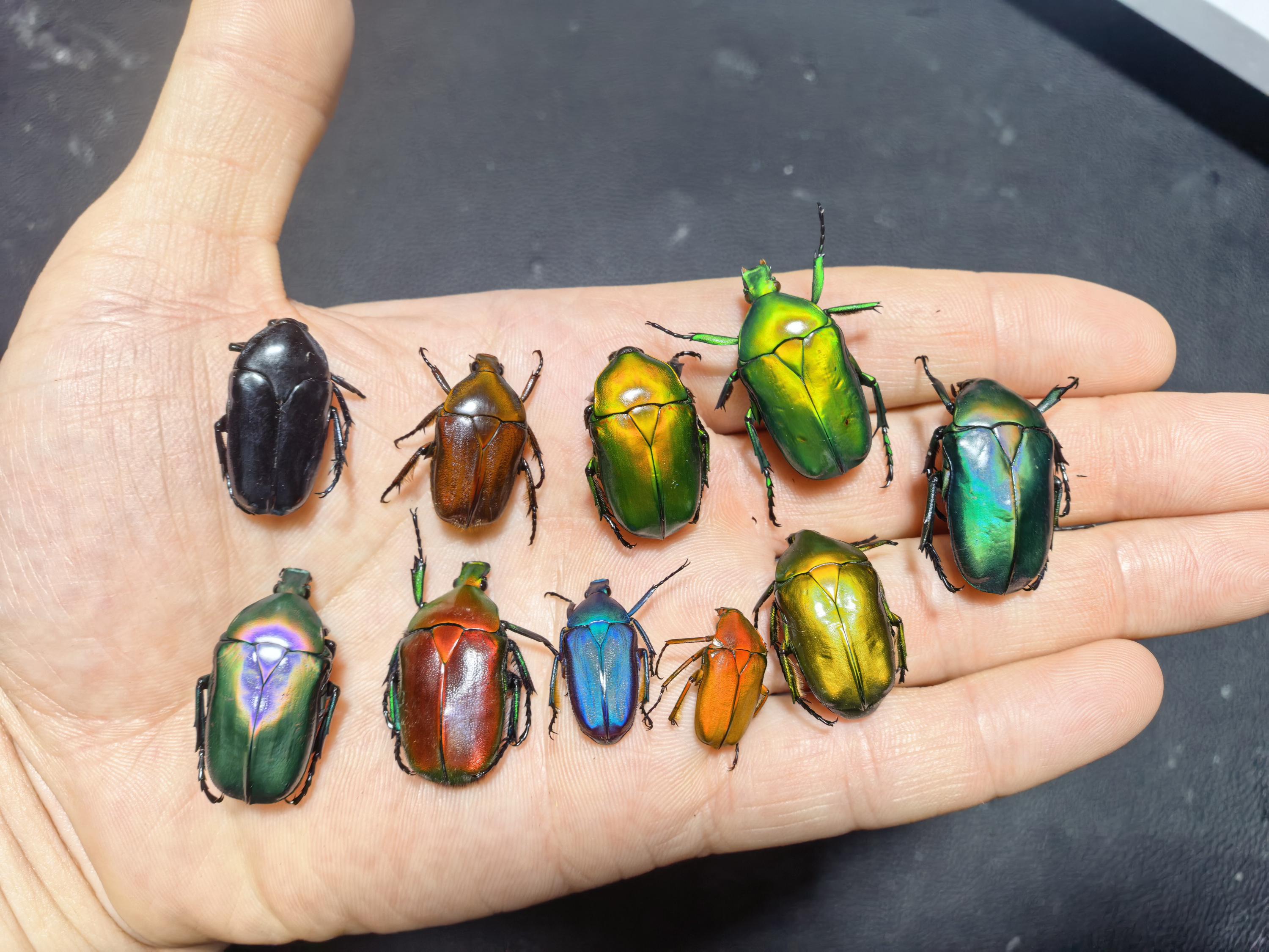Real Dung Beetles - Etsy Canada