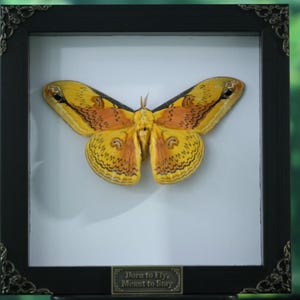 Pode incluir: Um espécime de borboleta emoldurado com asas amarelas e laranja, exibido em um fundo branco. A moldura preta tem detalhes decorativos nos cantos e uma pequena placa na parte inferior com o texto "Born to Fly, Meant to Stay".