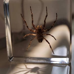 Wasp Spider in Lucite, Resin