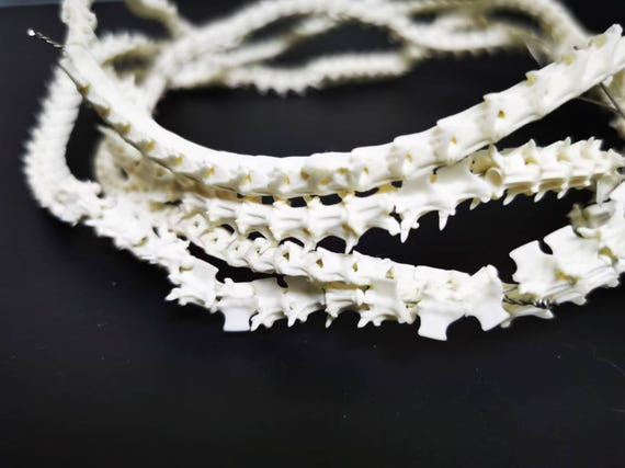100 Pieces Real Rattlesnake Vertebrae Beads | Natural Reptile