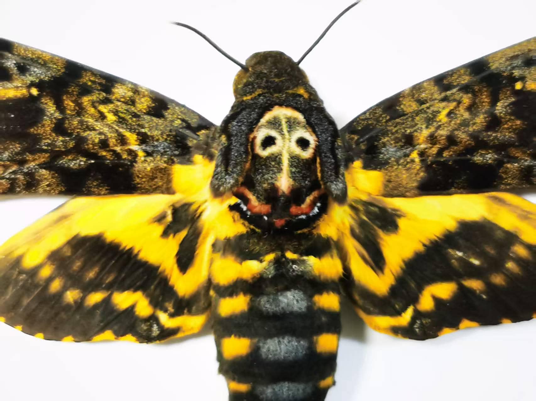 Real Ghost Moth (Hepialus Humuli) – Closed Wings Specimen for Art & Taxidermy Collection
