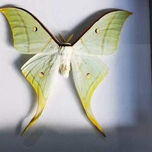 Ethically Sourced Luna Moth – Real Unmounted Green Actias luna for DIY, Display or Science Projects