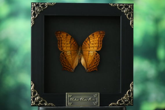 A real Vindula dejone butterfly — ethically dried and mounted in a handcrafted shadow box that turns natural history into gothic wall art.